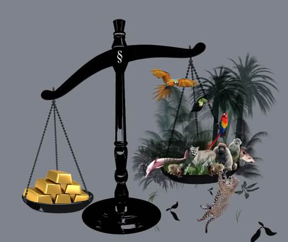 Une balance avec de l’or et la forêt tropicale