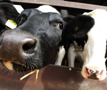 Gros plan sur deux vaches dans un élevage intensif