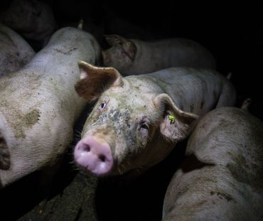 Porcs entassés dans un élevage intensif