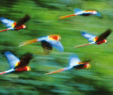 Des aras volent sur fond de forêt tropicale