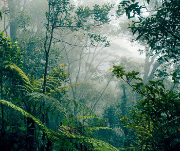 Forêt tropicale de Bornéo