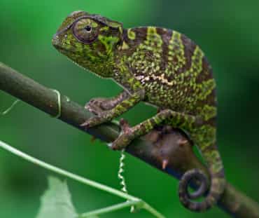 Un Caméléon à l’apparence tigrée de profil sur une branche sur un fond vert foncé