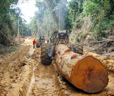 Une grume d'arbre géant transportée sur une route dans une forêt tropicale  en Afrique Centrale