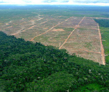 Photo aérienne d’un défrichage au profit de l’huile de palme au Pérou