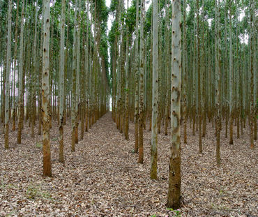 Plantation d’eucalyptus en Afrique du Sud destinée à la fabrication de cellulose