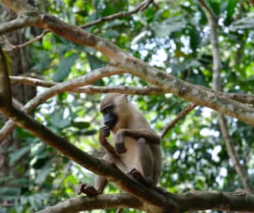 Primate assis sur la branche d’un arbre