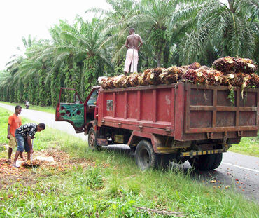 Plantation de palmiers à huile près de Manokwari, en Papouasie occidentale