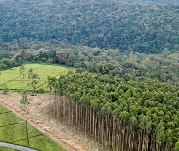Plantation monoculture d'eucalyptus dans la forêt de Mau au Kenya
