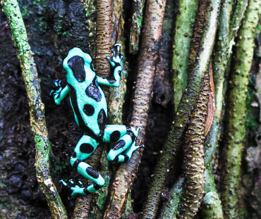 Un dendrobate vert et noir (Dendrobates auratus) grimpe à un arbre au Costa Rica