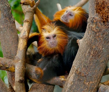 Deux tamarins-lion à tête dorée (Leontopithecus chrysomelas) dans un arbre