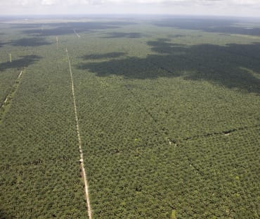 Vue aérienne de plantations de palmiers à huile s’étendant jusqu’à l’horizon