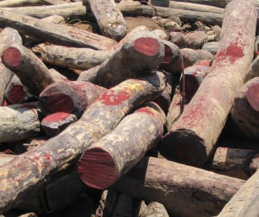 Des grumes de bois de rose abattus illégalement à Madagascar