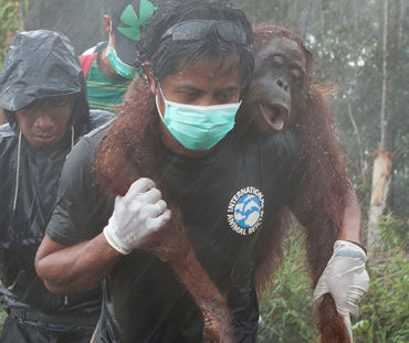 Sur fond de forêt défrichée, l'air grave, trois hommes portent secours à un orang-outan. L'un le transporte sur ses épaules, très concentré malgré la pluie
