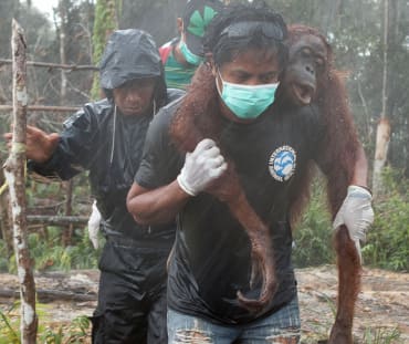 Sur fond de forêt défrichée, l’air grave, trois hommes portent secours à un orang-outan. L’un le transporte sur ses épaules, très concentré malgré la pluie