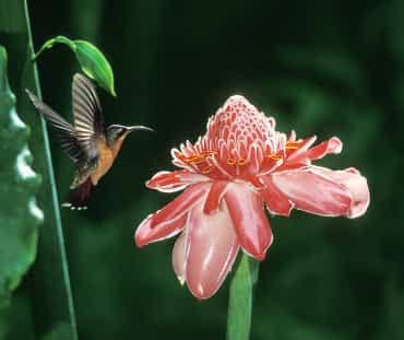 Un colibri vole sur place à proximité d’une fleur rose