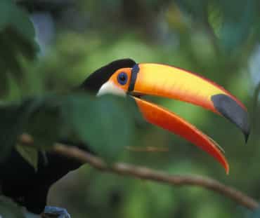 Un toucan géant assis sur une branche dans la forêt tropicale