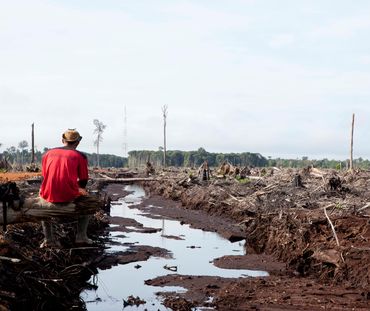 Un homme de dos, assis, contemple les restes de la forêt tropicale dévastée