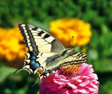 Un papillon Machaon (ou Grand porte-queue) en train de survoler un champ de fleurs jaunes et roses