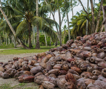 Pile de noix de coco mûres et brunes sur une plantation de cocotiers