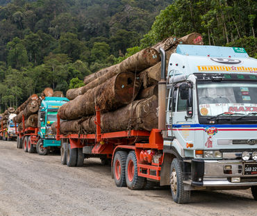 Camions transportant des grumes dans le district de Tawau à Sabah