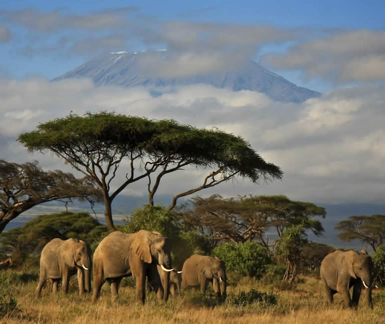Les éléphants profitent des aires protégées Éléphants dans la savane