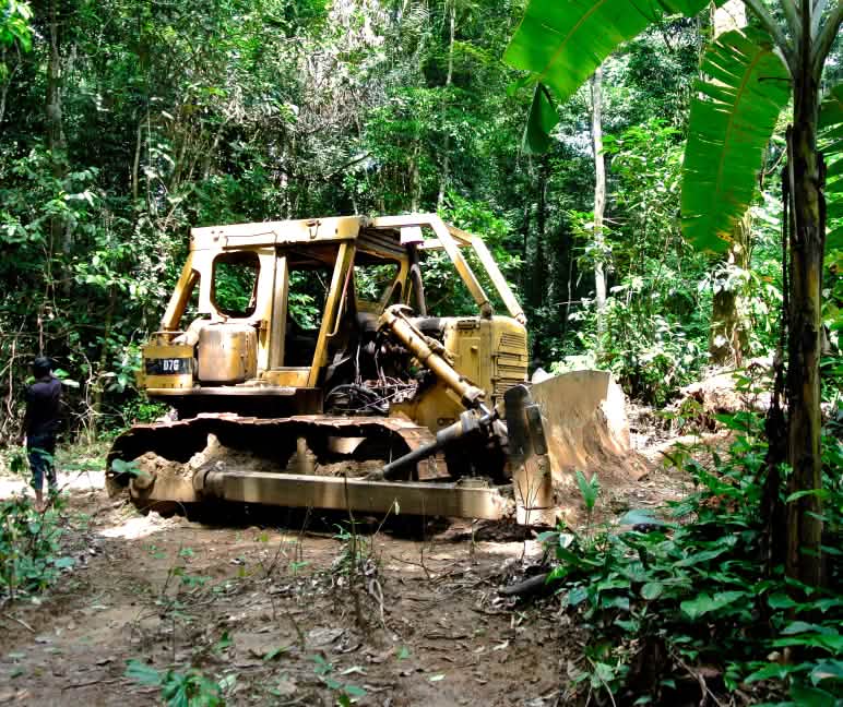 Bulldozer dans le parc national de Cross River