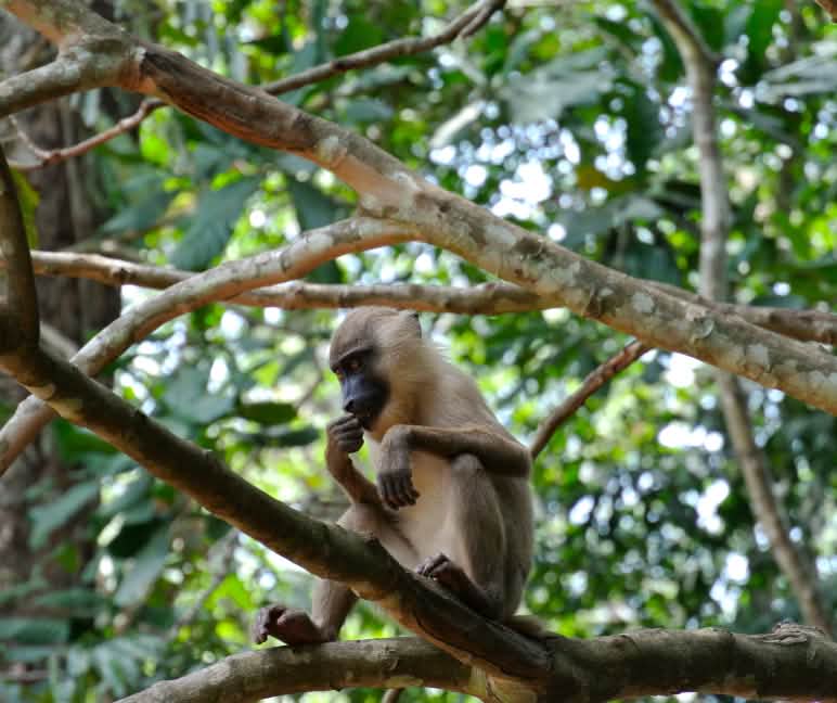 Les forêts tropicales intactes sont l’habitat d’un nombre incalculable d’espèces animales encore inconnues de la science Primate assis sur la branche d’un arbre