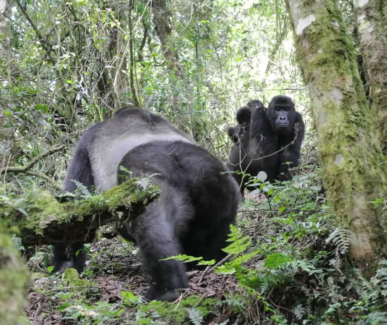 De nombreux gorilles vivent dans des aires protégées Gorilles des plaines de l’Est avec des bébés jumeaux dans le parc national de Kahuzi-Biega