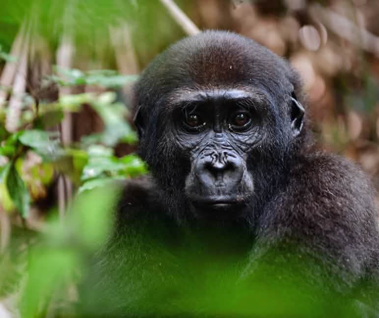 Gorille des plaines de l’Ouest (Gorilla gorilla gorilla)