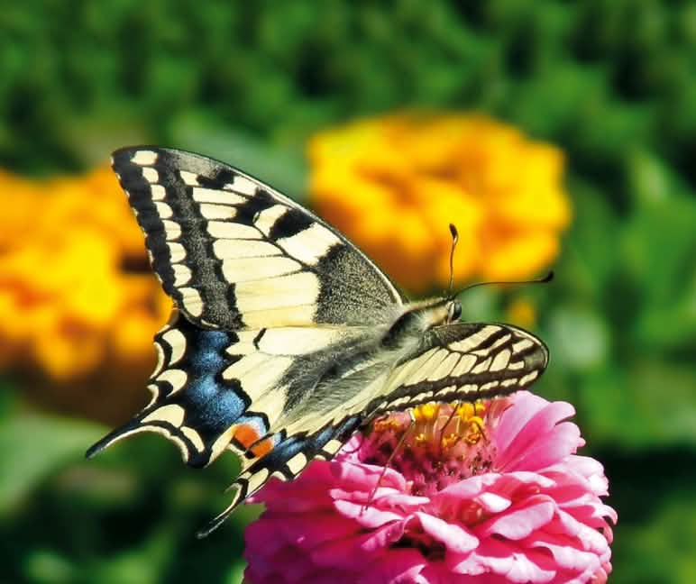 Machaon Un papillon Machaon (ou Grand porte-queue) en train de survoler un champ de fleurs jaunes et roses