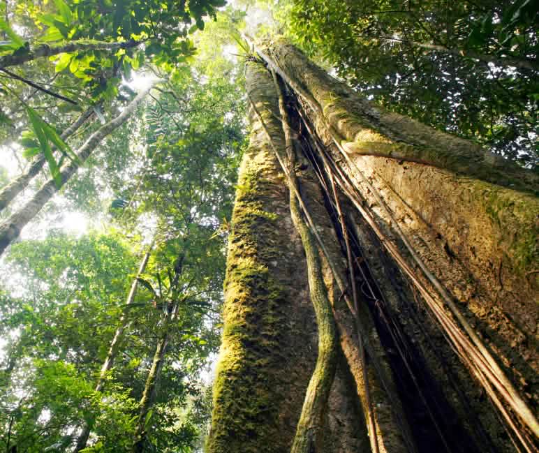 Des arbres forts forment une dense canopée Vue en contrebas d’arbres géants dans la forêt amazonienne