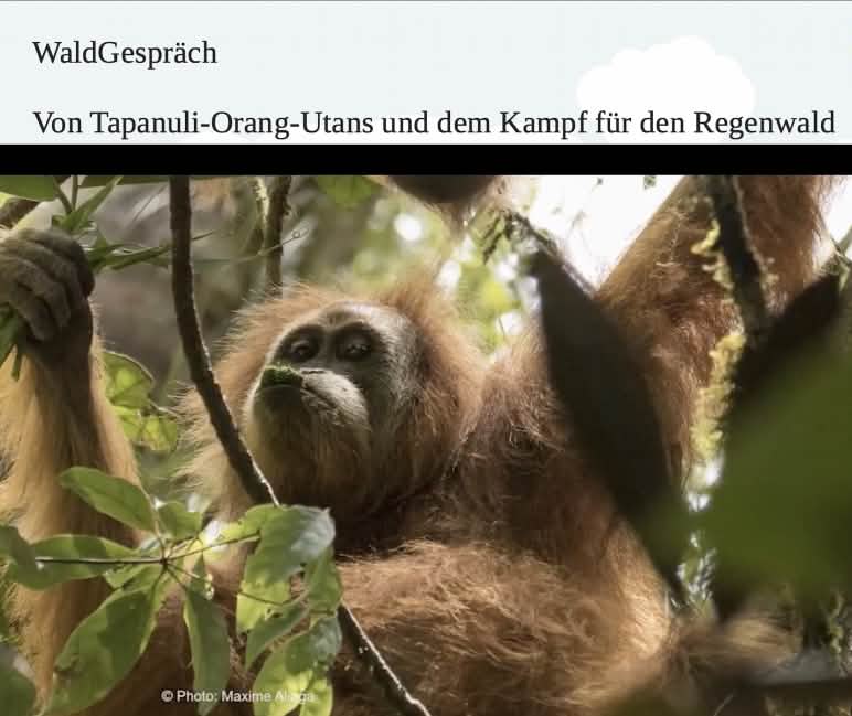 Orang-outan de Tapanuli