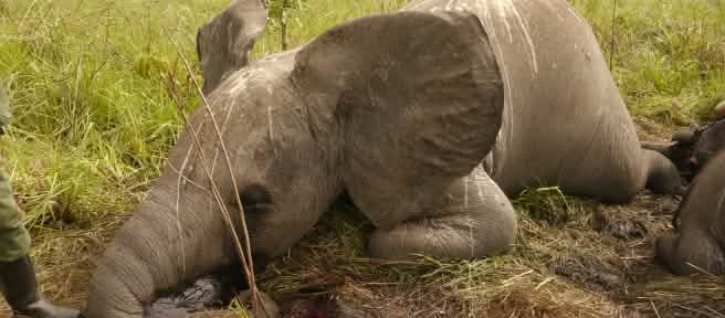 Éléphant victime du braconnage