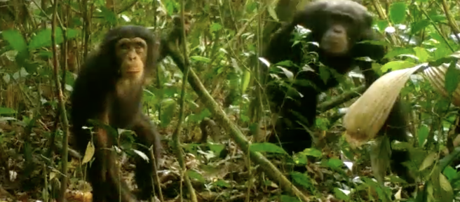 Curieux, un jeune chimpanzé regarde dans la caméra. Sa mère reste en arrière-plan. Image capturée dans le parc national Grebo-Krahn au Libéria