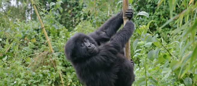 Un jeune gorille de montagne grimpe sur un bambou