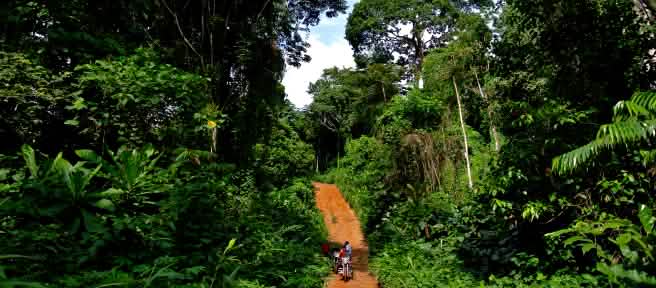Une piste en plein cœur de la forêt tropicale dans le Parc national de Cross River