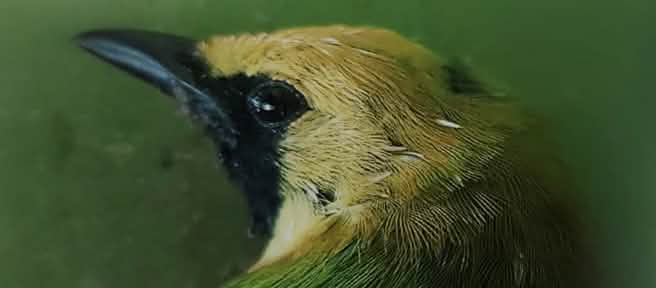 Gros plan sur la tête d’un oiseau vert au front jaune