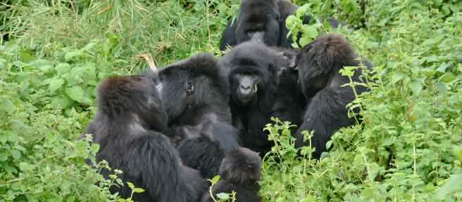 Gorilles du parc national des Virunga, novembre 2021
