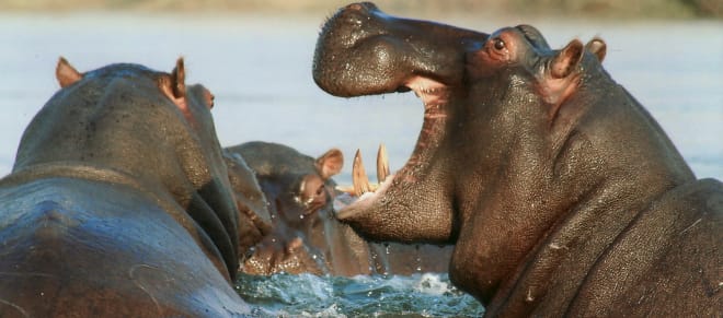 Un groupe d’hippopotames en train de se baigner dans un fleuve