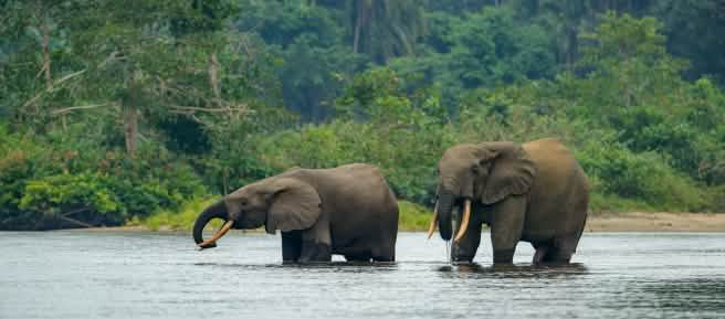 Des éléphants de forêt dans l’eau