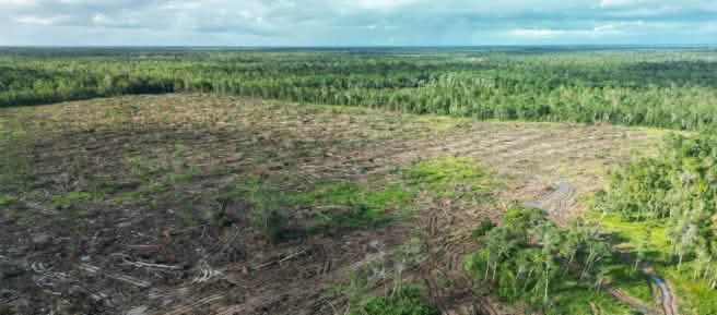 Photo aérienne d’une zone déboisement, avec la forêt tropicale en arrière-plan