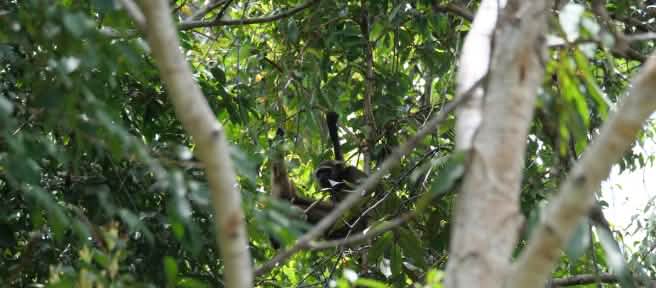 Un gibbon caché dans un arbre