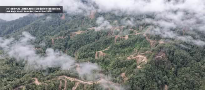 Photo prise par drone montrant l’exploitation forestière dans une forêt de montagne