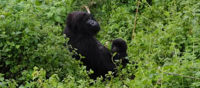 Gorille avec son bébé dans le Parc national des Virunga
