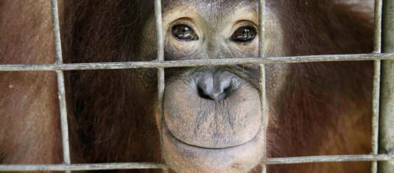 La captivité est un lieu inapproprié pour nos plus proches parents du règne animal, comme ce jeune orang-outan (© Jay Ullal) Un orang-outan dans une cage