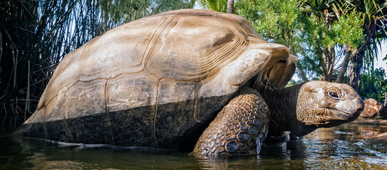 Tortue géante des Seychelles (Aldabrachelys gigantea)