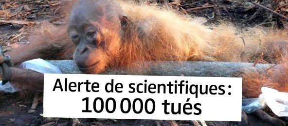 Les plantations sont synonymes de mort pour les orangs-outans Orang-outan agonisant avec le texte "Alerte de scientifiques : 100 000 tués"