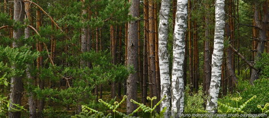 Forêt de Fontainebleau