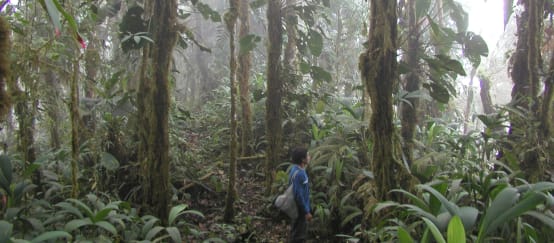 Forêt de nuages en plein cœur de la concession minière près de Junin dans la région de l’Intag (© RdR/ Klaus Schenck) Une personne marche entre les troncs recouverts de mousses et d’épiphytes dans la forêt de nuages de l’Intag en Equateur