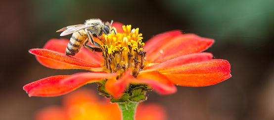 Une abeille en train de butiner une fleur